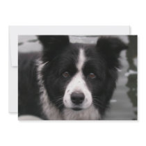 Border Collie Invitation