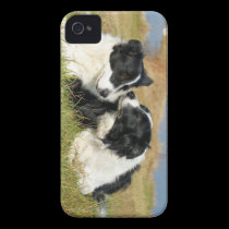 Border Collie iPhone 4S Cover casemate cases