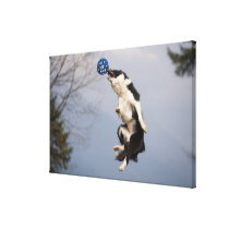 Border Collie just before catching the ball high Stretched Canvas Print