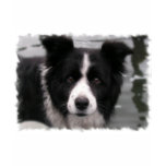 border collie, border collie dog, border collie