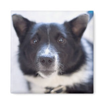 Border Collie Magnet