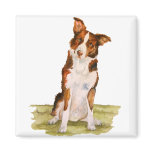 Border Collie magnets
