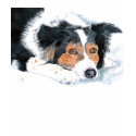 Border Collie Mattie T-shirt by mozache Border Collie Mattie T-shirt