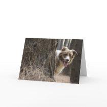 Border  Collie  Peek A Boo cards
