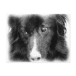 Border Collie Pencil Drawing Postcard