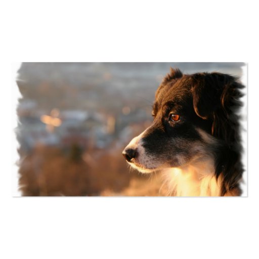 Border Collie Photo Business Card (back side)