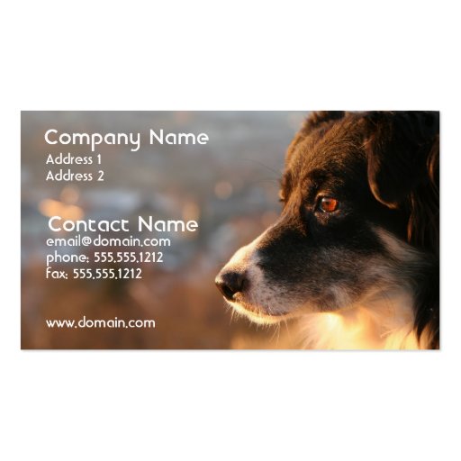 Border Collie Photo Business Card