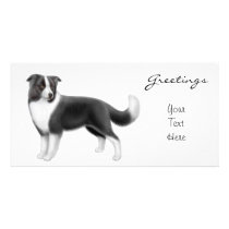 Border Collie Photo Card photo cards