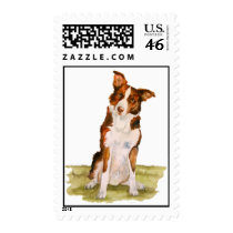 Border Collie Postage Stamps