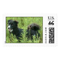 Border Collie postage by zimon314 Border Collie postage