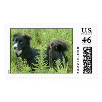 Border Collie postage by zimon314 Border Collie postage