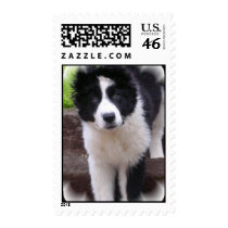Border Collie Postage Stamp