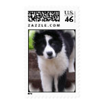 Border Collie Postage Stamp