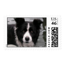 Border Collie Postage Stamp
