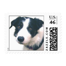 Border Collie Postage Stamps