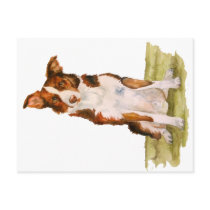 Border Collie postcards