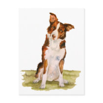 Border Collie postcards