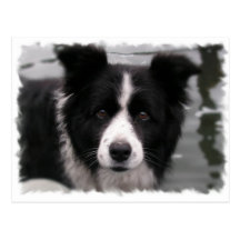 Border Collie Postcard
