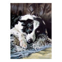 Border Collie Poster posters by marksatchwillart Border Collie Poster posters
