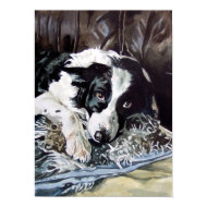 Border Collie Poster print