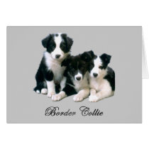 Border Collie Puppies cards