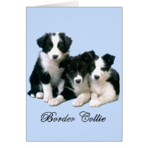 Border Collie Puppies cards