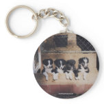 Border Collie Puppies Dog Lover Photo Keychain