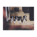 Border Collie Puppies Dog Photo Postcard postcard