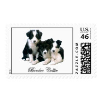 Border Collie Puppies Stamp