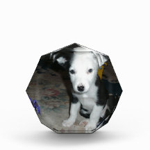 Border Collie Puppy Award