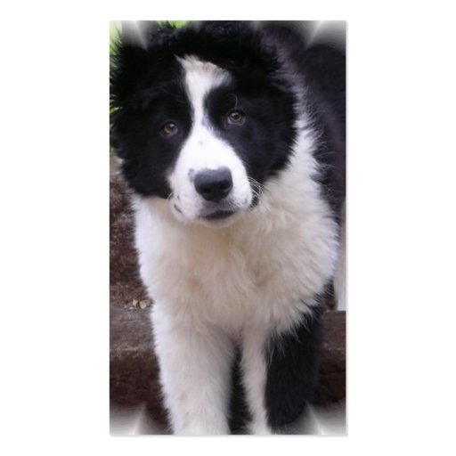 Border Collie Puppy Business Card (back side)