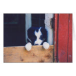 Border Collie Puppy Dog Blank Note Card