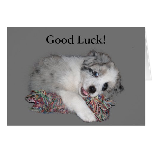 Border Collie puppy good luck card | Zazzle