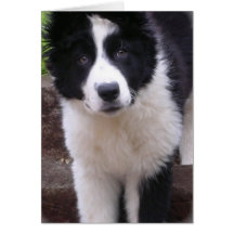 Border Collie Puppy Greeting Card