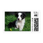 Border collie puppy postage stamp