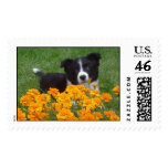 Border Collie Puppy Stamps
