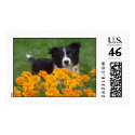 Border Collie Puppy Stamps by amiles7979 Border Collie Puppy Stamps
