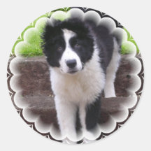 Border Collie Puppy Stickers
