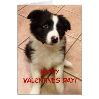 images for a collie valentines day