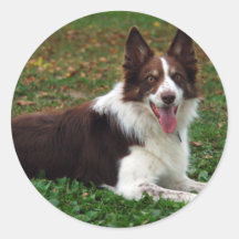 Border Collie Round Stickers
