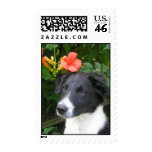 Border Collie Stamp