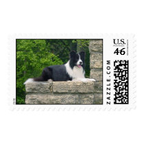 Border Collie Stamp by rldelay Border Collie Stamp