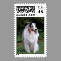 Border Collie stamp