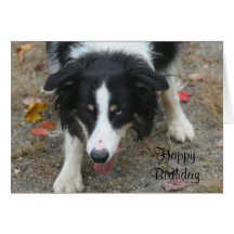 Border Collie Stare Dog Birthday Card