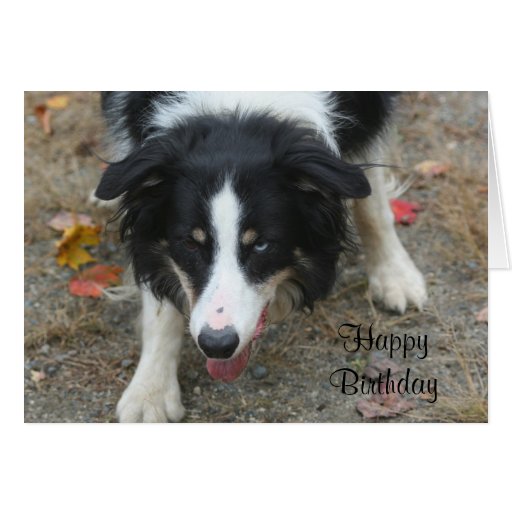 Border Collie Stare Dog Birthday Card 