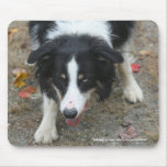 Border Collie Stare Dog Lover Photo Mousepad Border Collie Stare Dog Lover Photo Mousepad