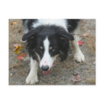 Border Collie Stare Dog Photo Postcard