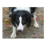 Border Collie Stare Dog Postcard