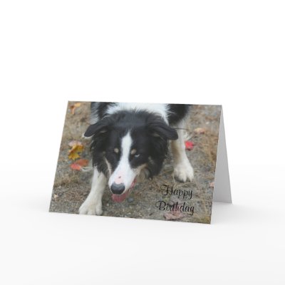 Border Collie Stare Photo Birthday Card by SmilinEyesTreasures