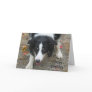 Border Collie Stare Photo Birthday Card